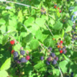 Meet your Posher, Jody